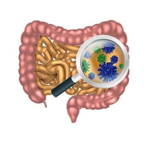 Microbioma Intestinal Clínico, Echevarne