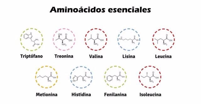 Aminoácidos esenciales
triptófano, treonina, valina, lisina, leucina, metionina, histidina, fenilanina, isoleucina