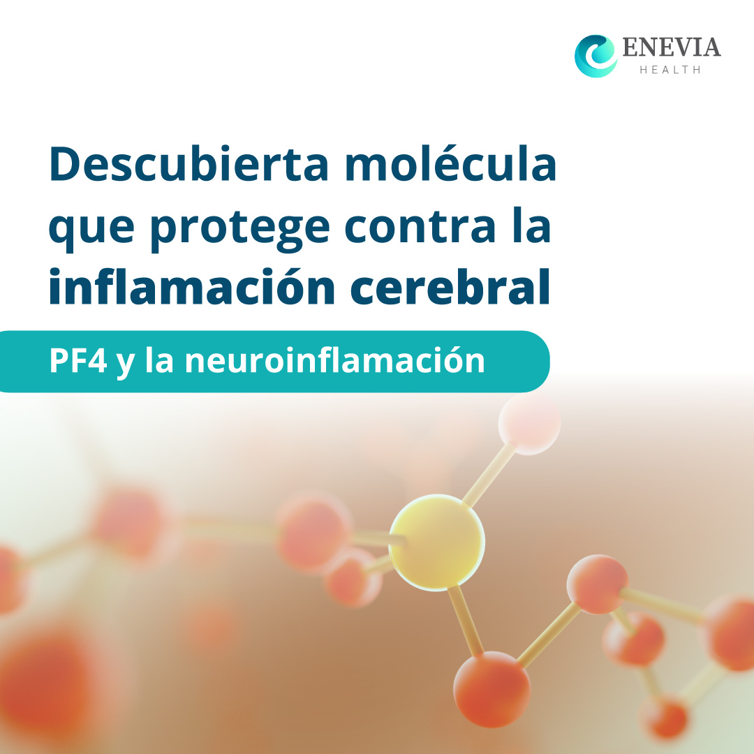 Molecula PF4 Protege contra inflamación cerebral