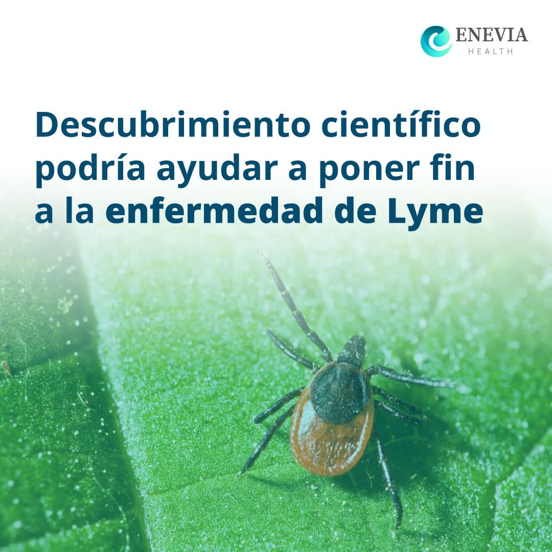 Portada Web Lyme
