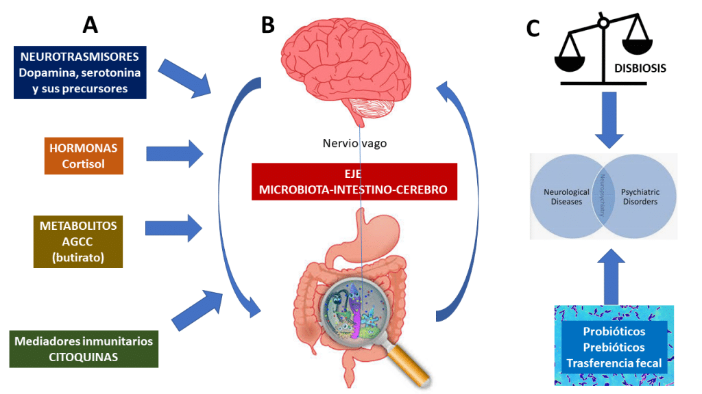 Autismo: eje intestino cerebro