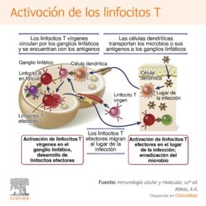 Anomalías inmunitarias linfocitos