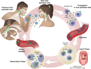 Transmisión por mononucleosis